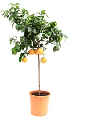 Produktbild von Citrus paradisi 'Star Ruby' Stämmchen 130-150 cm - Rote Grapefruit Paradiesapfel Zitruspflanze