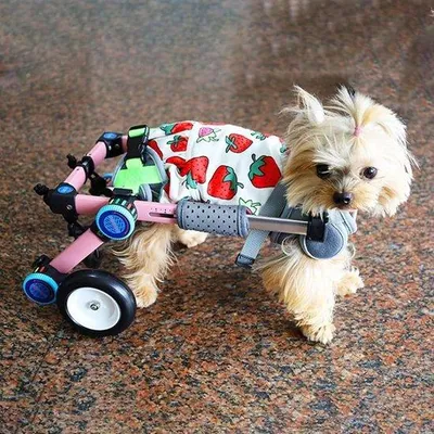Produktbild von Hunde-Rollstuhl Hinterbeine - Verstellbare Mobilitätshilfe - Leichtgewichtig - Größe M - Rosa