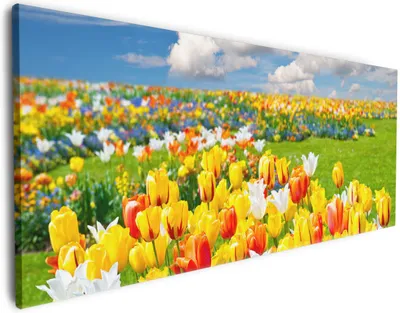 Produktbild von Wallario Premium Leinwandbild Tulpenwiese unter blauem Himmel in Größe 60 x 150 cm