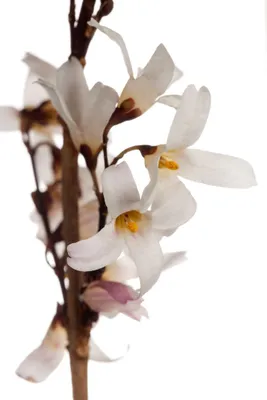 Produktbild von Abeliophyllum distichum, Weiße Forsythie, duftend, 60–80 cm
