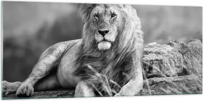 Produktbild von Bilder auf glas - Löwe Tier Natur - 120x50cm - Glasbilder - Wandbilder - Kunstdruck - zum Aufhängen bereit - Wanddekoration aus Glas - Glas Bilder - Wandbild auf Glas - Einteilig - GAB120x50-3931