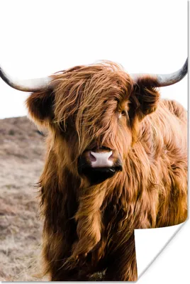 Produktbild von MuchoWow® Poster Schottische Highlander - Landschaft - Kuh - Braun - Tiere - Natur 60x90 cm - Wanddekoration