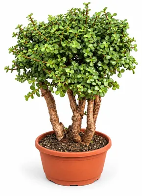 Produktbild von Portulacaria afra Solitär - Jadebaum in Bonsai Form - 30cm Schale 50cm hoch
