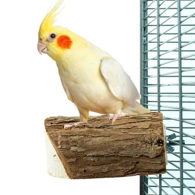 Immagine prodotto di Pali in legno naturale, realizzati con legno essiccato lentamente di dimensioni s - per piccoli pappagalli