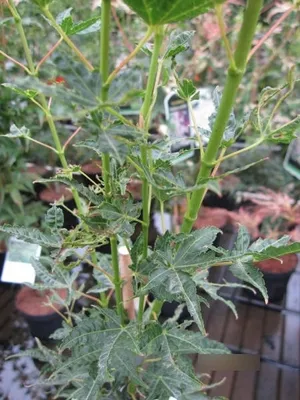Produktbild von Japanischer Fächerahorn Okushimo - Ahorn palmatum Okushimo