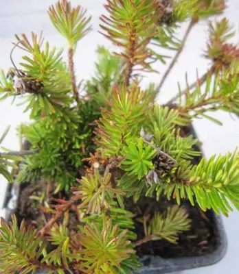 Produktbild von Blauheide - Phyllodoce x intermedium - 8-12cm