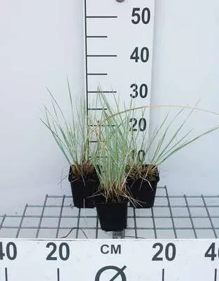 Produktbild von 6 x  Helictotrichon sempervirens - Blaustrahlhafer - Topf 9 x 9 cm