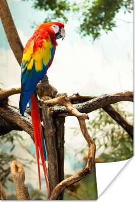 Produktbild von MuchoWow® Poster Papagei - Vogel - Regenbogen - Tropisch 60x90 cm - Wanddekoration