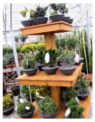 Produktbild von Pinus heldreichii Little Dracula - Schlangenhautkiefer - 30-40 cm