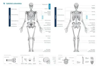 Produktbild von Plakat mit Skelettabbildung – Biomedica