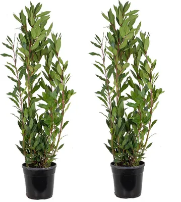 Produktbild von Bloomique - 2er Set - Laurus Nobilis - Lorbeer Pflanze - Gartenpflanzen Winterhart - Gartenkräuter Pflanzen - Höhe 80-100 cm - Topf 21 cm