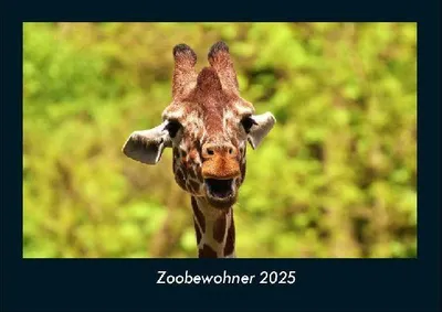 Produktbild von Zoobewohner 2025 Fotokalender DIN A4