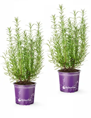 Produktbild von 2er Set - Italienischer XL -  Rosmarin  (Rosmarius officinalis)   14cm Topf