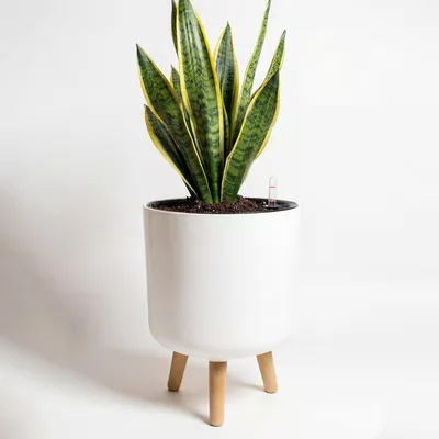 Immagine prodotto di Omgoods - Vaso autoirrigante con supporto in legno e indicatore del livello dell'acqua