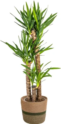 Image de Yucca Elephantipes avec panier en osier naturel - Hauteur : 120-140cm - Ø24cm