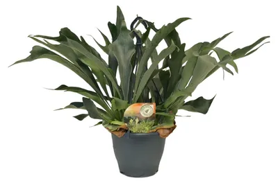 Image de Platycerium bifurcatum - 40-50cm - Ø21cm - Plante d'intérieur - Vert persistant