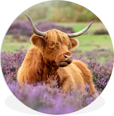 Produktbild von MuchoWow® Rundes Wandbild - Runde Bilder Schottischer Highlander - Blumen - Licht Ø 90 cm Kreis Wanddekoration Kunststoff - Wandkreis - Wandschmuck - Wand-Kreis - Wohnzimmer - Bild - Runde - Wanddeko - Dibond - Kunstdrucke