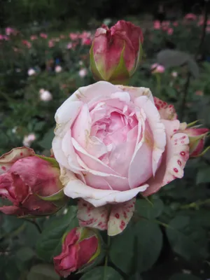 Produktbild von Rosa Carmeline ® MAScarmé - Strauchrose Carméline ® MAScarmé - Generosa - Guillot Rose