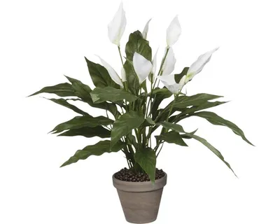 Obrázok produktu pre Spathiphyllum - zelená, biela