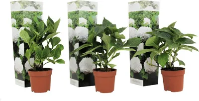 Three potted hydrangea plants are displayed against a white background, each with a decorative sleeve featuring images of white hydrangeas.