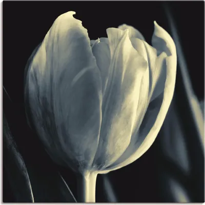 Produktbild von ARTland Leinwandbild Tulpe Größe: 50x50 cm