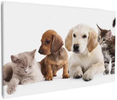 Produktbild von Wallario Premium Leinwandbild Hundewelpen und Katzenjunge in Größe 60 x 90 cm