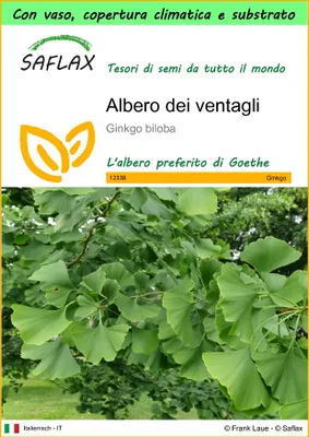 Immagine prodotto di SAFLAX Garden to go - Albero dei ventagli - 4 semi - Ginkgo