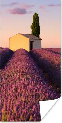 Produktbild von MuchoWow® Poster Reihen von lila Lavendel 20x40 cm - Plakat - Foto