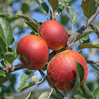 Produktbild von Säulenobst Spalier Obst Bäume Kirsche Birne Apfel Pflaume Pfirsich Zwetschge, Säulenobst Varianten:Apfel Säule rot