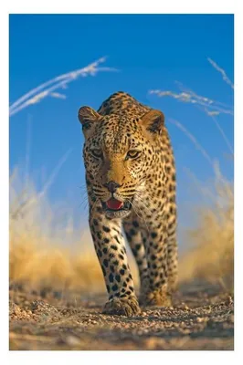 Obrázek produktu pro LEOPARD – Afrika – 61 x 91,5 cm – Plakát