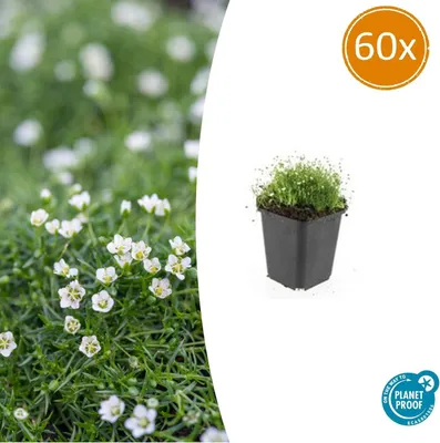 Produktbild von Bodendecker - Steingarten - Sternmoos - Sagina subulata - 9cm Topf - Set mit 60 Pflanzen