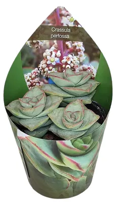 Image de Crassula perfosa - plante succulente rare - pièce unique - pot de 6,5 cm - hauteur 15 cm