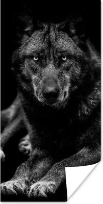 Produktbild von MuchoWow® Poster Tiere - Wolf - Schwarz - Weiß - Porträt 20x40 cm - Plakat - Foto