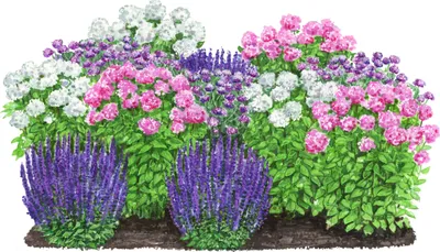 Produktbild von Dehner Bio Stauden-Set Sommerpracht, 12 Pflanzen für sonnige Standorte, je 6x Flammenblume, 3 x Gartensablbei, 3x Eisenkraut, je 5-20 cm, Ø Topf je 9 cm, rosa / lila / rot / blau / weiß