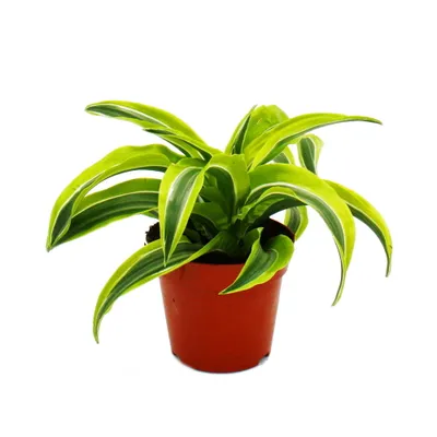 Zdjęcie produktu dla Smocze drzewo - Dracaena deremensis fragrans Lemon Lime - doniczka 12 cm - zólto-zielone liscie