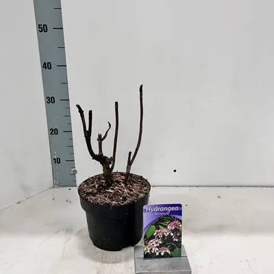 Produktbild von Hydrangea aspera 'Macrophylla' - Hortensie | 25-30 cm im Topf