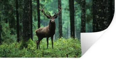 Produktbild von MuchoWow® Wandtattoo Wandsticker Wandaufkleber Hirsche - Wald - Bäume - Tiere - Natur 40x20 cm Selbstklebend und Repositionierbar - Aufkleber