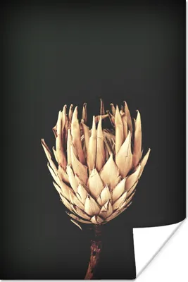 Produktbild von MuchoWow® Poster Blume - Exotisch - Stilleben 60x90 cm - Wanddekoration