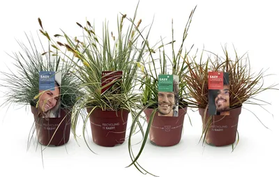 Produktbild von GreenboutiQ - Ziergräser - 4 Pflanzen - Blau - Gelb - Grün - Rot - Immergrün - Wenig Pflege - Topf 17cm Höhe 50cm