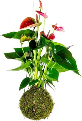Obrázek produktu pro Gardners Kokedama Anthurium andraeanum červená (L)