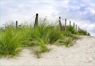Produktbild von Wallario Fototapete Vliestapete, seidenmatte Oberfläche, einfache Verarbeitung, Größe 200 x 140 cm, Motiv Auf dem Weg zum Strand durch Dünen
