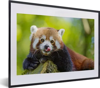 Produktbild von MuchoWow® MuchoWow® Gerahmtes Poster Roter Panda - Natur - Rüssel 40x30 cm - Poster mit zchwarzem Bilderrahmen - Bilderrahmen - Poster im Rahmen