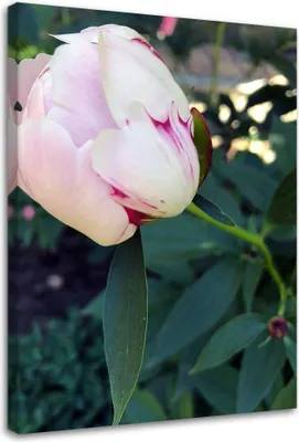 Produktbild von Leinwandbild rosa pfingstrose pflanze blumen 40x60 cm Feeby rosa wandbild bereit zum aufhängen