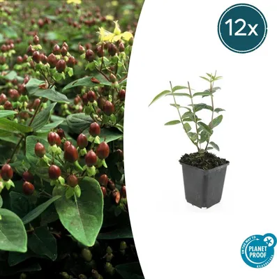 Productafbeelding van Hypericum inodorum 'Rheingold' | 12 stuks - 10-25cm - Ø9cm - Tuinplant