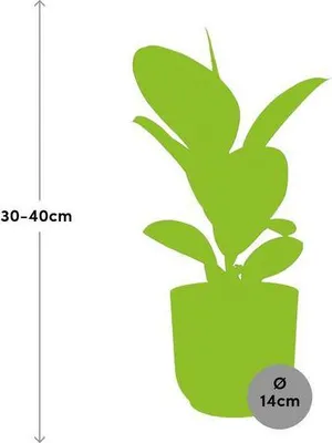 Produktbild von Gummibaum – Ficus Elastica 'Robusta' – dekorative Zimmerpflanze im Topf Vibes Fold 14cm Rosa – pflegeleicht & luftreinigend