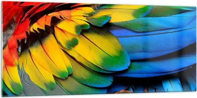 Produktbild von Bilder auf glas - Feder Papagei Vogel - 120x50cm - Glasbilder - Wandbilder - Kunstdruck - zum Aufhängen bereit - Wanddekoration aus Glas - Glas Bilder - Wandbild auf Glas - Einteilig - GAB120x50-3428