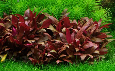 Produktbild von Aquarium Pflanze Alternanthera reineckii 'Mini' Tropica Nr.023C TC in Vitro