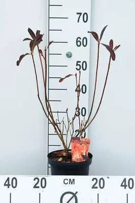 Image de Azalea mollis- Azalée du Japon orange 40 - 50 cm - conteneur