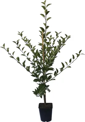 Produktbild von Roter Boskoop Winterapfel Kochapfel Backapfel Buschbaum Apfelbaum C10  M9
