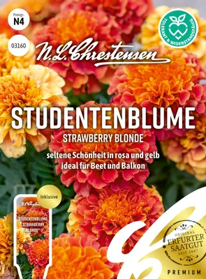 Artikelbild 1 von '[STREICHUNG 2026] Studentenblume Strawberry Blonde'